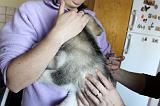 PIQURE - ALASKAN MALAMUTE 025